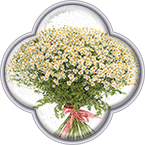 Баннеры Мосцветторг - ромашки